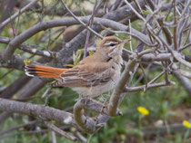 Heckensänger (Cercotrichas galactotes), Lesbos, Griechenland