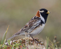 Spornammer (Calcarius lapponicus), Varanger, Norwegen