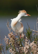 Kuhreiher (Bubulcus ibis), Kolonie bei Mertola, Portugal