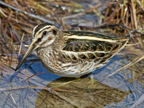 Zwergschnepfe (Lymnocryptes minimus), Champ Pittet, Neuenburgersee