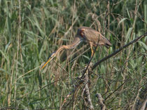 Purpurreiher (Ardea purpurea), Petite Camargue Alsacienne F