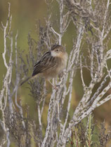 Zistensänger (Cisticola juncidis), Mallorca