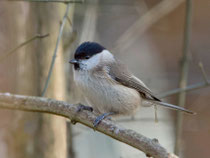 Sumpfmeise (Poecile palustris), Villnachern