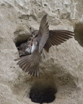 Uferschwalbe (Riparia riparia), Stetten