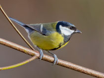 Kohlmeise (Parus major), Villnachern