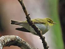 Waldlaubsänger (Phylloscopus sibilatrix), Remigen