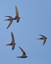 Mauersegler (Apus apus), Brugg