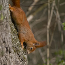 Eichhörnchen (Sciurus vulgaris), Limmatspitz Gebenstorf