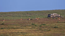 Grosstrappe (Otis tarda), Castro Verde, Portugal