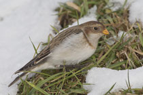 Schneeammer (Plectrophenax nivalis), Ruswil LU