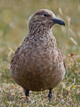 Skua (Stercorarius skua), Shetland GB