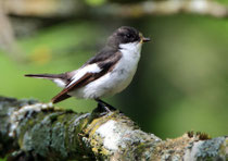 Trauerschnäpper (Ficedula hypoleuca) M, Brugg