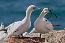 Basstölpel, Paar mit Brautgeschenk, Helgoland D