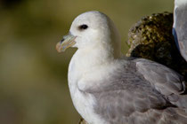 Eissturmvogel (Fulmarus glacialis) Shetland GB