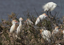 Kuhreiher (Bubulcus ibis), Kolonie bei Mertola, Portugal