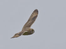 Sumpfohreule (Asio flammeus), Laugar, Island