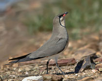 Rotflügel-Brachschwalbe (Glareola pratincola), Castro Verde, Portugal