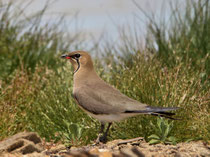 Rotflügel-Brachschwalbe (Glareola pratincola), Castro Verde, Portugal