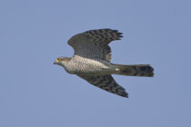 Sperber (Accipiter nisus), Gurnigel