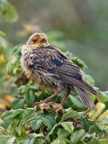 Rosenstar (Pastor roseus), Jungvogel, Helgoland