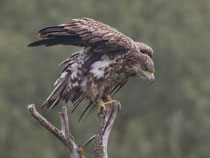 Seeadler (Haliaeetus albicella), Hortobagy, Ungarn