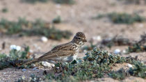Stummellerche (Calandrella rufescens), Fuerteventura, Spanien