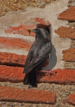 Einfarbstar (Sturnus unicolor), Oropesa, Extremadura E