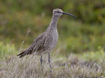 Regenbrachvogel (Numenius phaeopus), Viti, Island