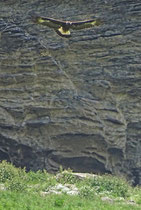 Steinadler (Aquila chrysaetos), Hengglidoden OW