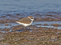 Seeregenpfeifer (Charadrius alexandrinus), Es Trenc, Mallorca