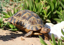  Maurische Landschildkröte (Testudo graeca), Souss, Marokko