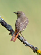 Gartenrotschwanz W (Phoenicurus phoenicurus), Weil am Rhein D