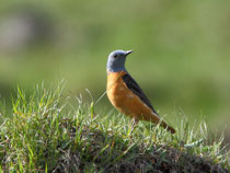 Steinrötel (Monticola saxatilis), Ritomsee TI