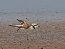 Seeregenpfeifer (Charadrius alexandrinus), Kalloni, Lesbos