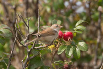 Dorngrasmücke (Sylvia communis W, Helgoland