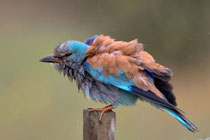 Blauracke (Coracias Garrulus),Castro Verde, Portugal
