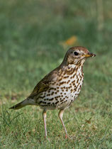 Singdrossel (Turdus philomelos), Bialowieza, Polen