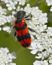 Zottiger Bienenkäfer (Trichodes alvearius), Villnachern