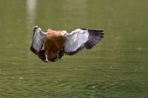 Rostgans (Tadorna ferruginea), Petite Camargue Alsacienne, Frankreich