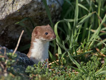 Mauswiesel (Mustela nivalis), La Sauge (Cudrefin)