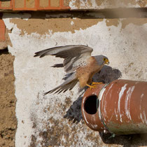 Rötelfalke (Falco naumanni), Castro Verde, Portugal
