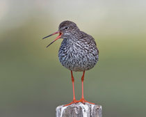 Rotschenkel (Tringa totanus), Vadso/Varanger, Norwegen