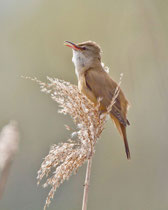 Drosselrohrsänger (Acrocephalus arundinaceus), Fanel BE