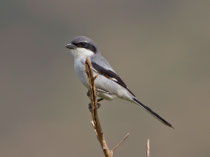 Raubwürger (Lanius excubitor), Agadir, Marokko