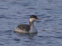 Ohrentaucher (Podiceps auritus), Klingnauer Stausee