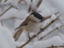 Sumpfmeise (Poecile palustris), Villnachern