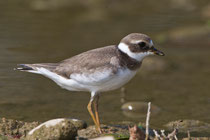 Sandregenpfeifer (Charadrius hiaticula), Jona-Stampf SG
