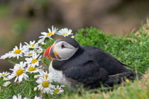 Papageitaucher (Fratercula arctica), Shetland GB