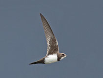 Alpensegler (Apus melba), Klingnauer Stausee