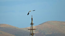 Schmutzgeier (Neophron percnopterus), Fuerteventura, Spanien